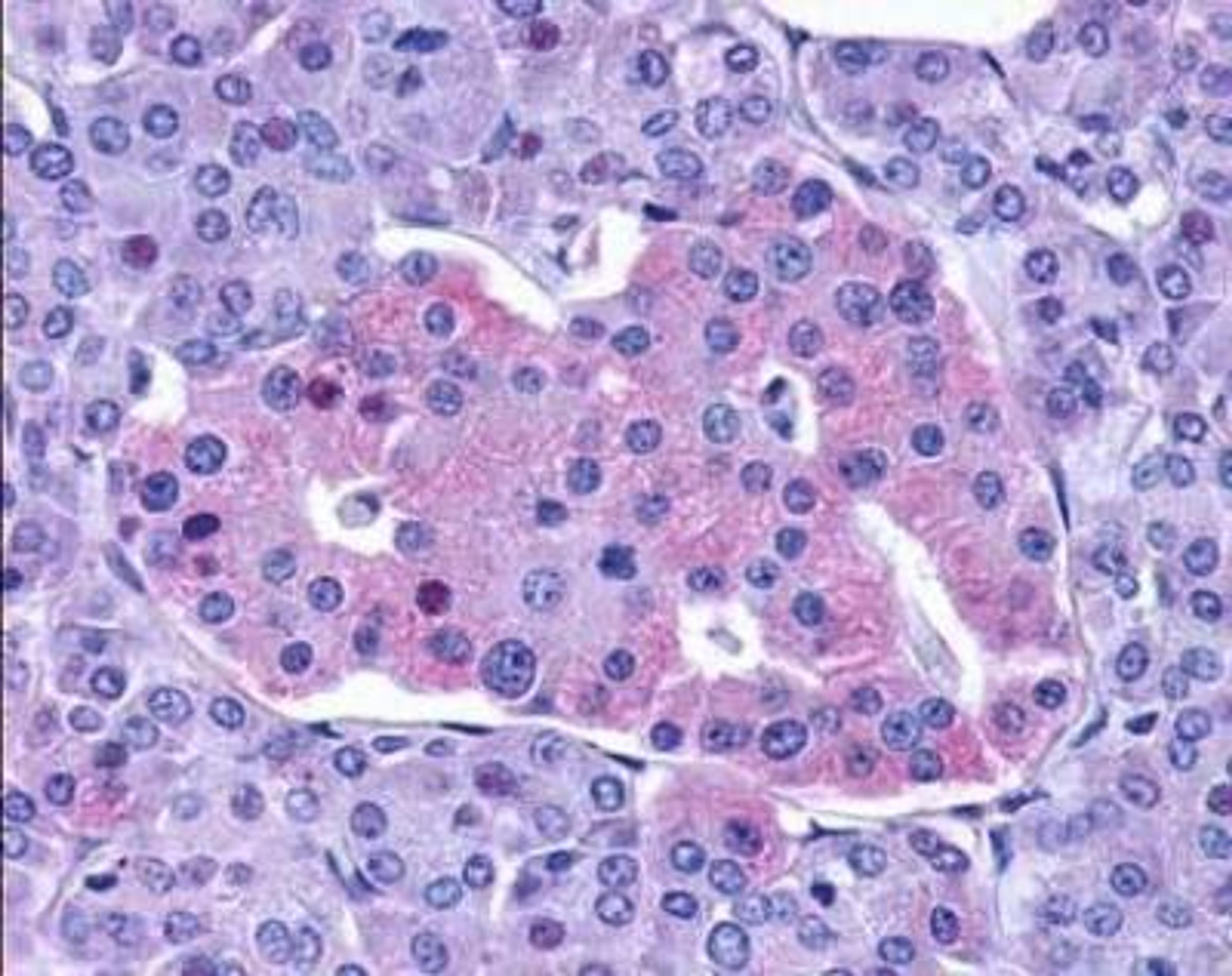 Immunohistochemistry: GLP-1R Antibody [NLS1205] - human pancreas (Islets of Langerhans).