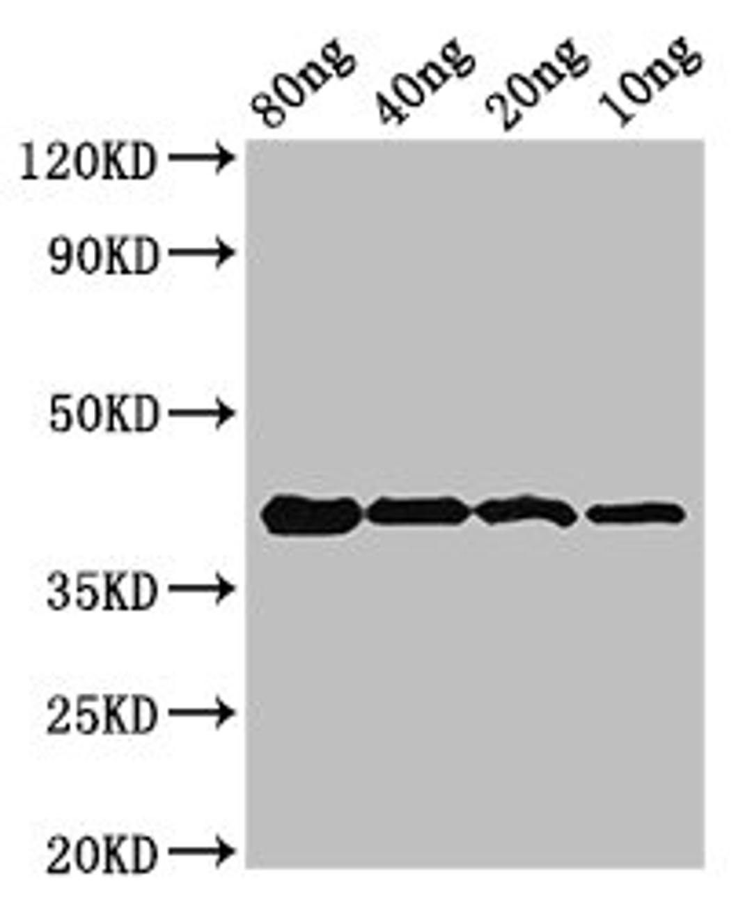 Western Blot. Positive WB detected in Recombinant protein. All lanes: omcB antibody at 3.2µg/ml. Secondary. Goat polyclonal to rabbit IgG at 1/50000 dilution. Predicted band size: 42 kDa. Observed band size: 42 kDa