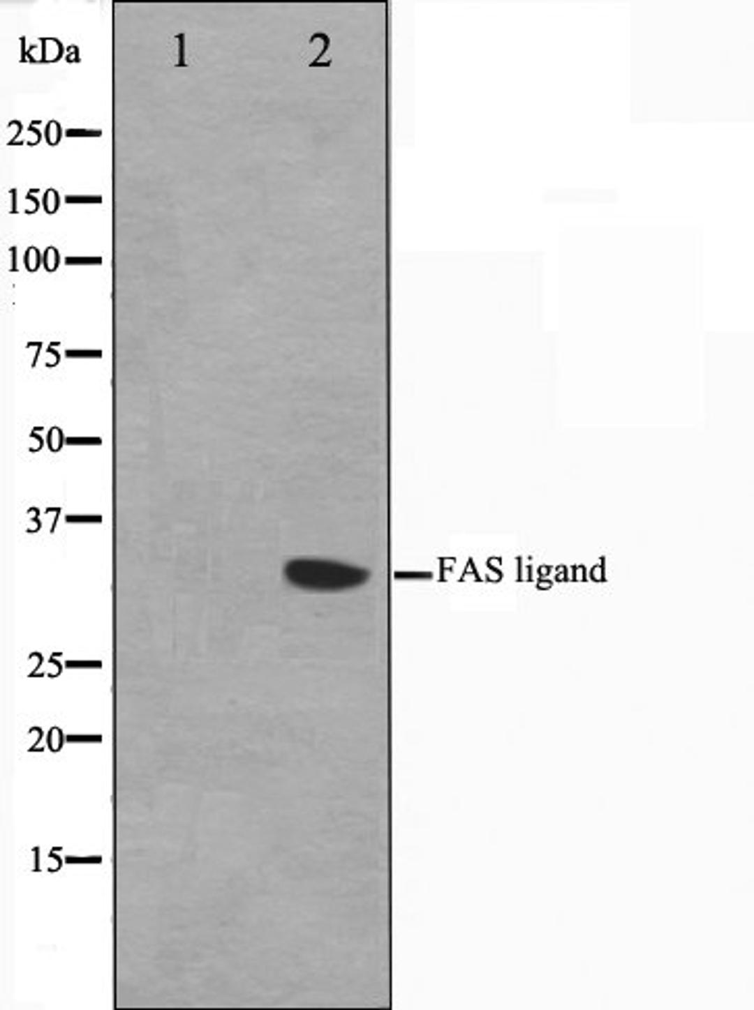 Western blot analysis of 293 cell lysate using FASL antibody