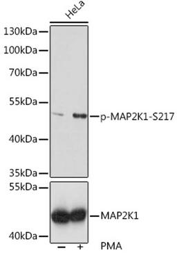 Western blot - Phospho-MAP2K1-S217 pAb (AP0062)