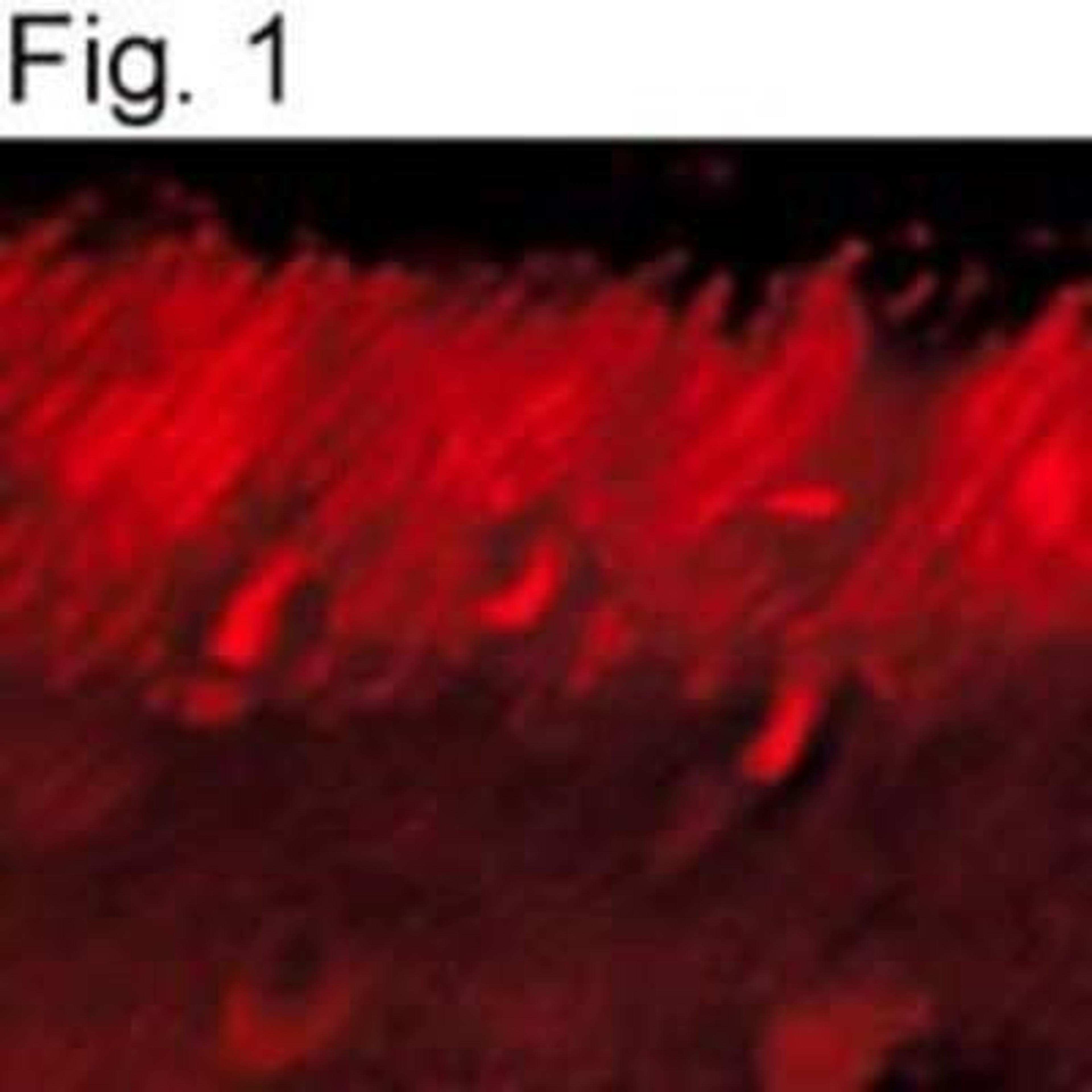 Immunocytochemistry/Immunofluorescence: GRK1 Antibody (G8) [NB120-2775] - illustrates immunolocalization of GRK1a in bovine retina