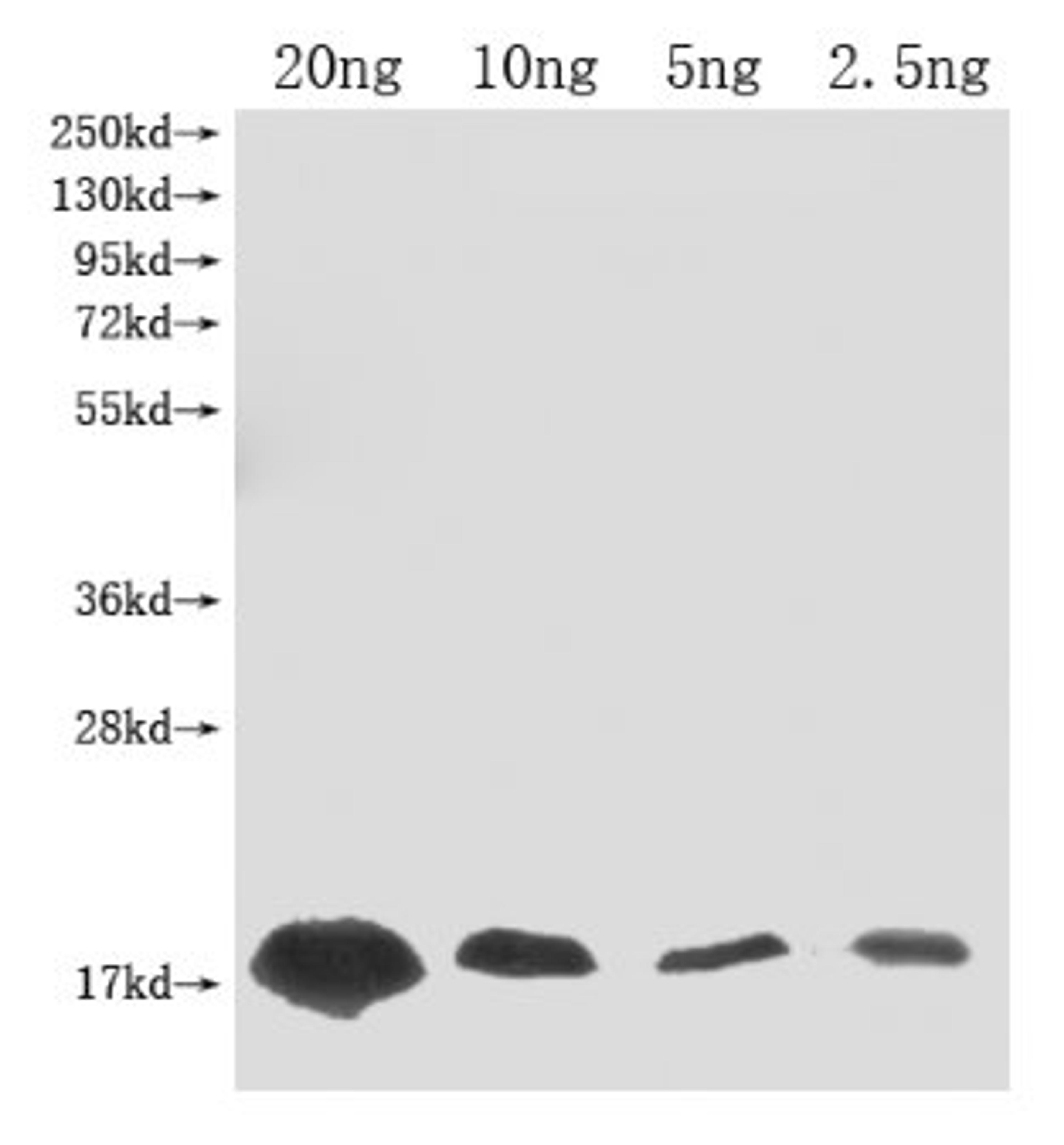 Western Blot. Positive WB detected in Recombinant protein. All lanes: Barstar (Ribonuclease inhibitor) antibody at 1:2000. Secondary. Goat polyclonal to rabbit IgG at 1/50000 dilution. Predicted band size: 16 kDa. Observed band size: 16 kDa. 