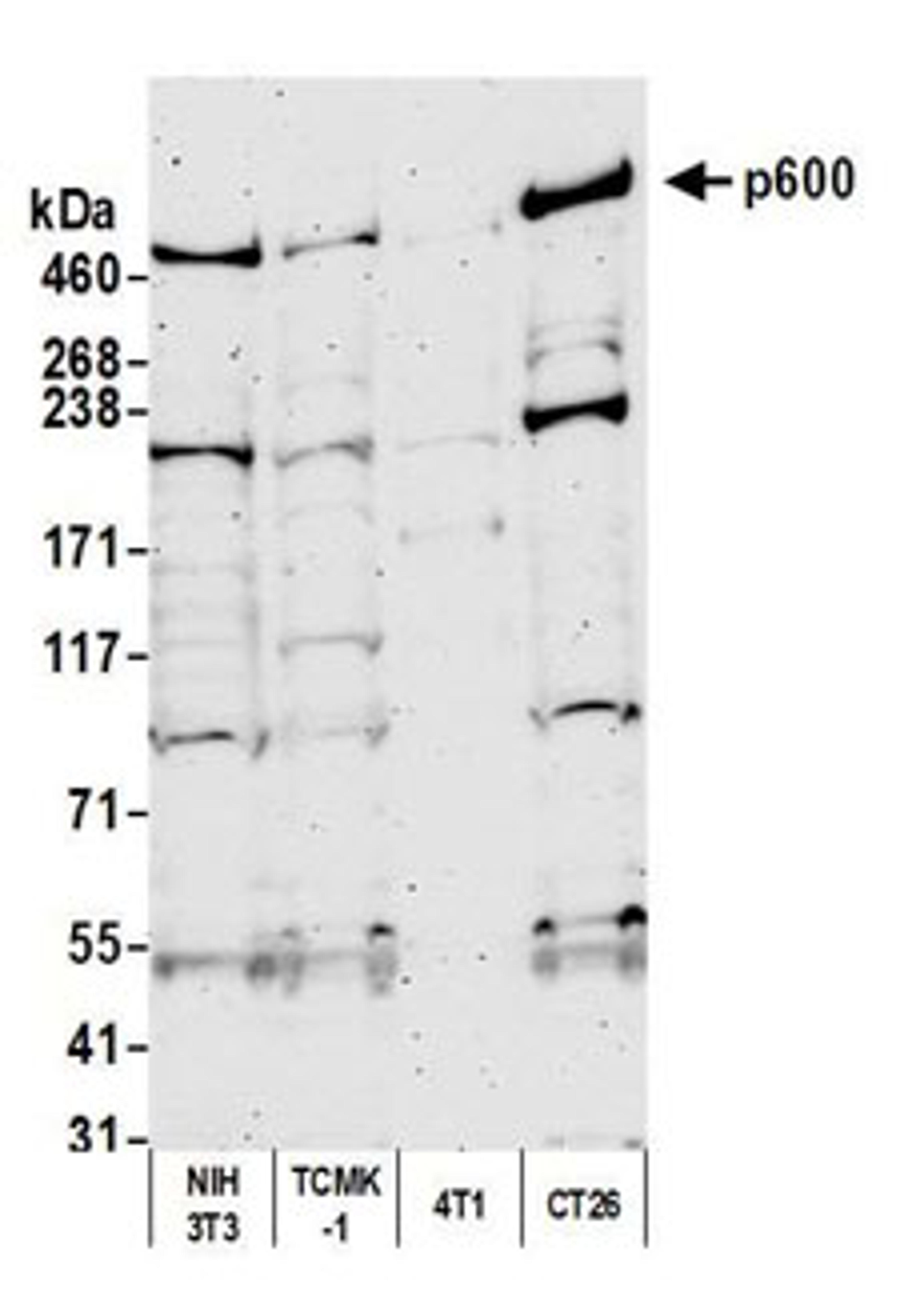 Detection of mouse p600 by western blot.