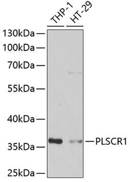 Western blot - PLSCR1 antibody (A6691)