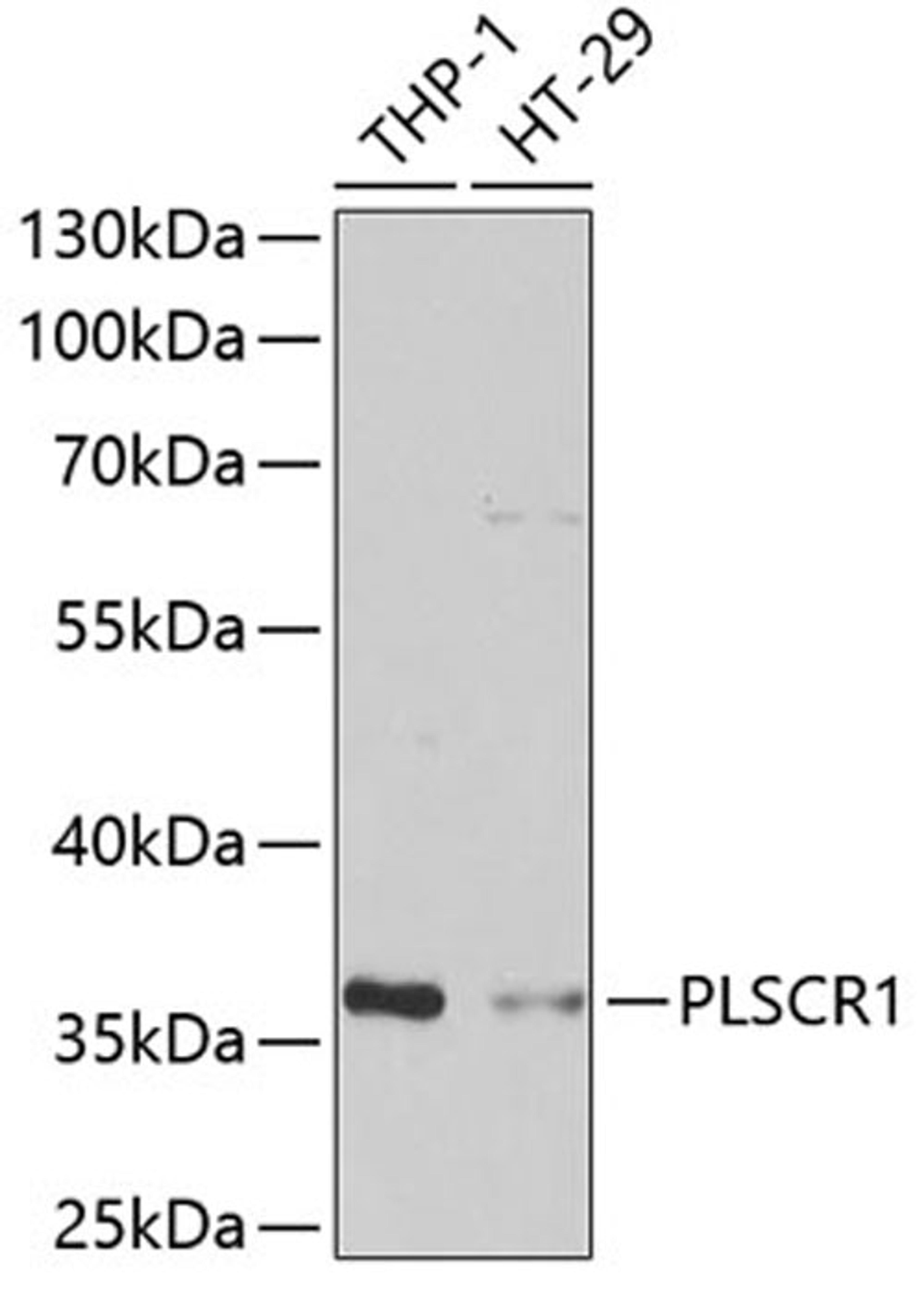 Western blot - PLSCR1 antibody (A6691)