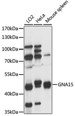 Western blot - GNA15 antibody (A16866)