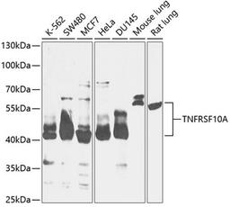 Western blot - TNFRSF10A antibody (A12540)