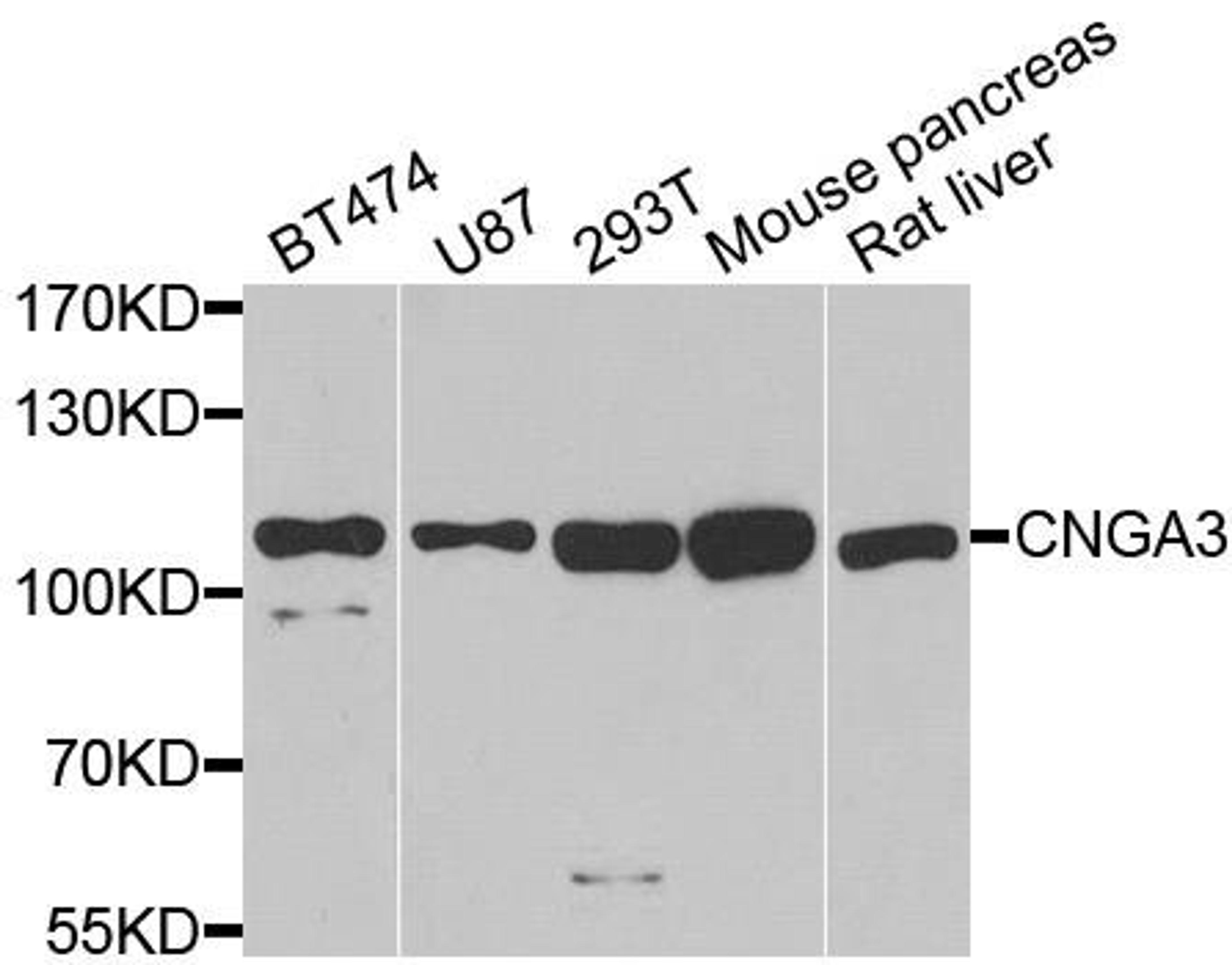 Western blot analysis of extracts of various cell lines using CNGA3 antibody