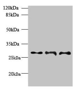 Western blot. All lanes: BARX1 antibody at 6ug/ml. Lane 1: Hela whole cell lysate. Lane 2: Jurkat whole cell lysate. Lane 3: CEM whole cell lysate. Secondary. Goat polyclonal to rabbit IgG at 1/10000 dilution. Predicted band size: 28, 12 kDa. Observed band size: 28 kDa.