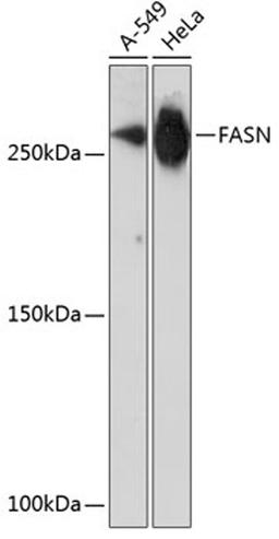 Western blot - FASN antibody (A19050)