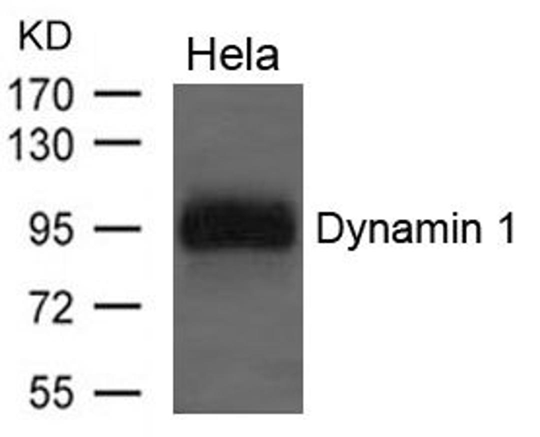 Western blot analysis of Hela cells using Dynamin 1 antibody