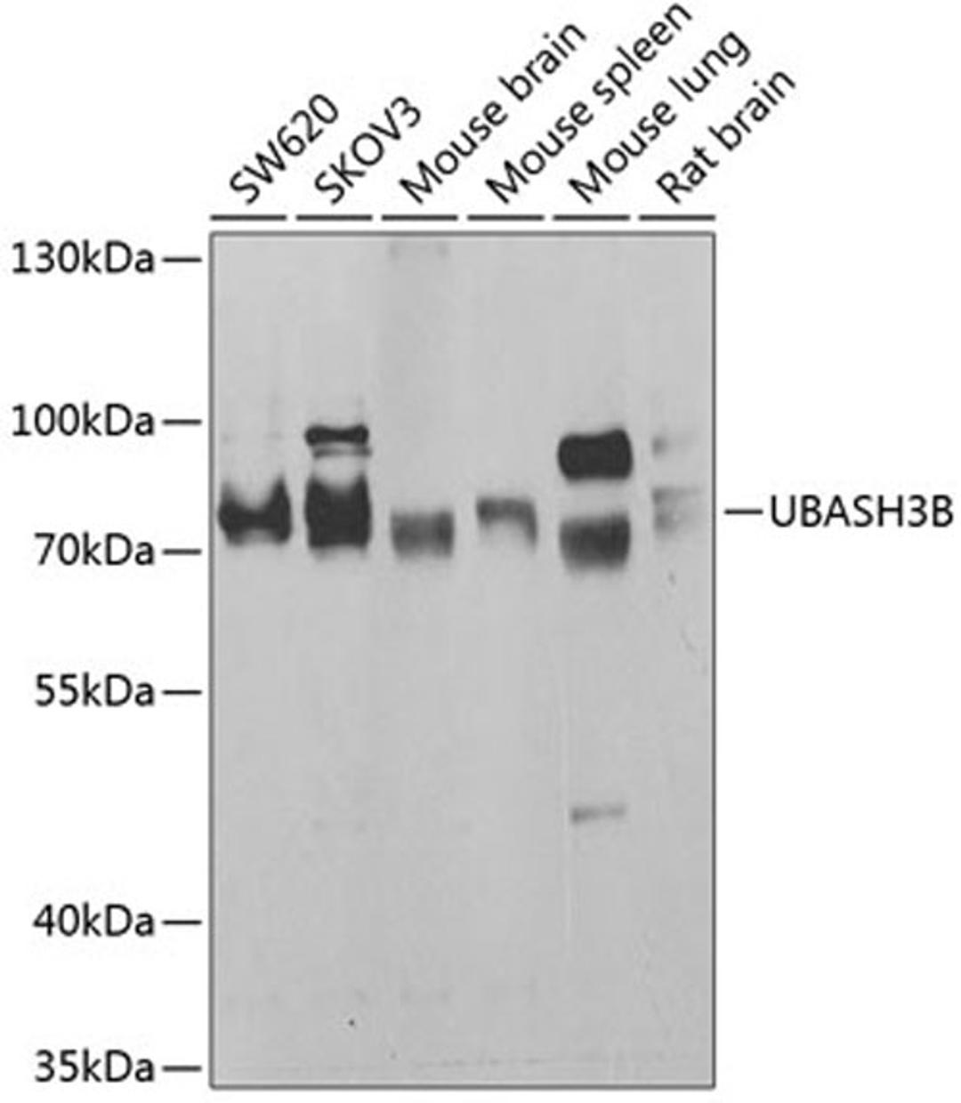 Western blot - UBASH3B antibody (A7141)