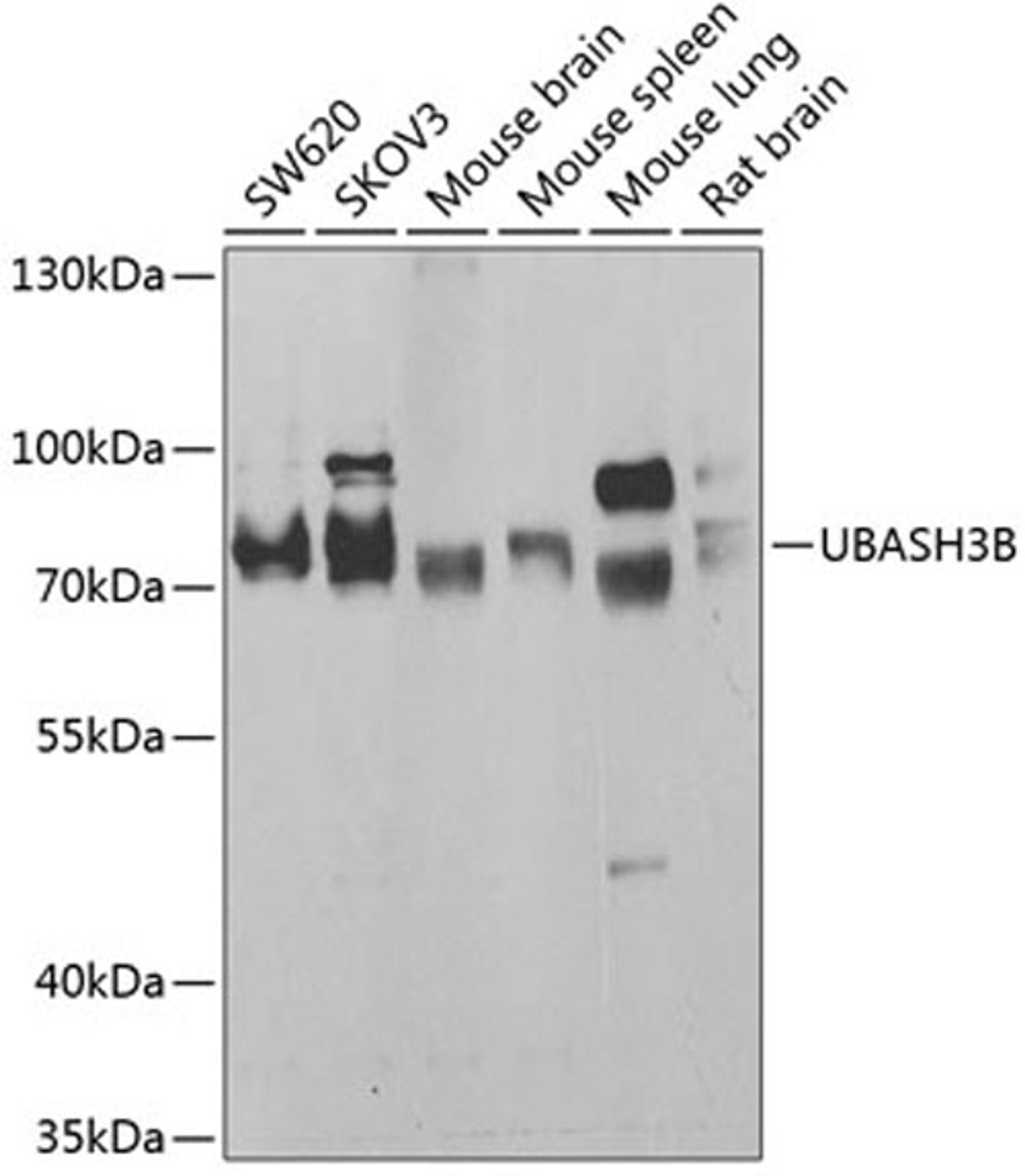 Western blot - UBASH3B antibody (A7141)