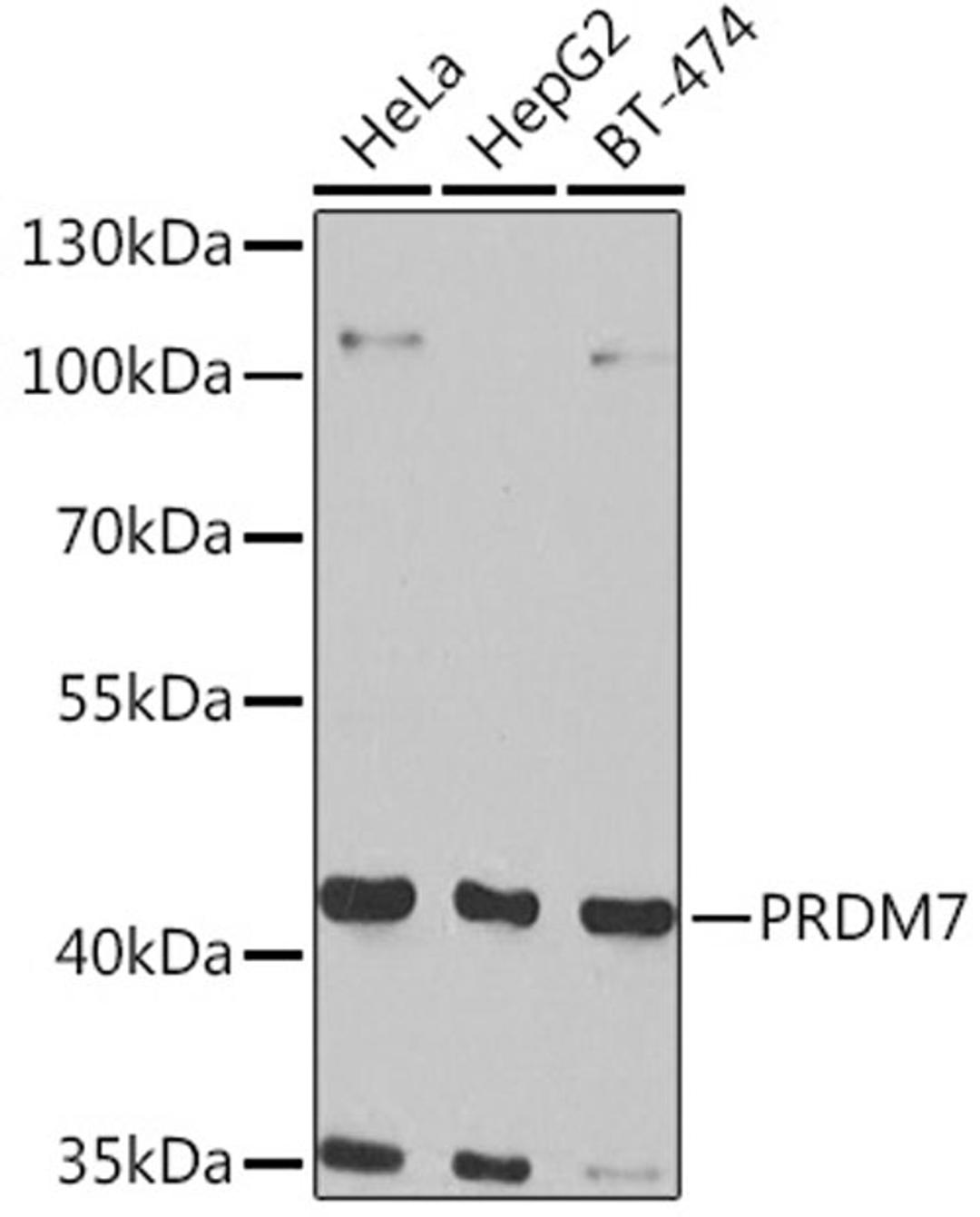 Western blot - PRDM7 Rabbit pAb (A7961)