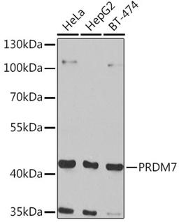 Western blot - PRDM7 Rabbit pAb (A7961)