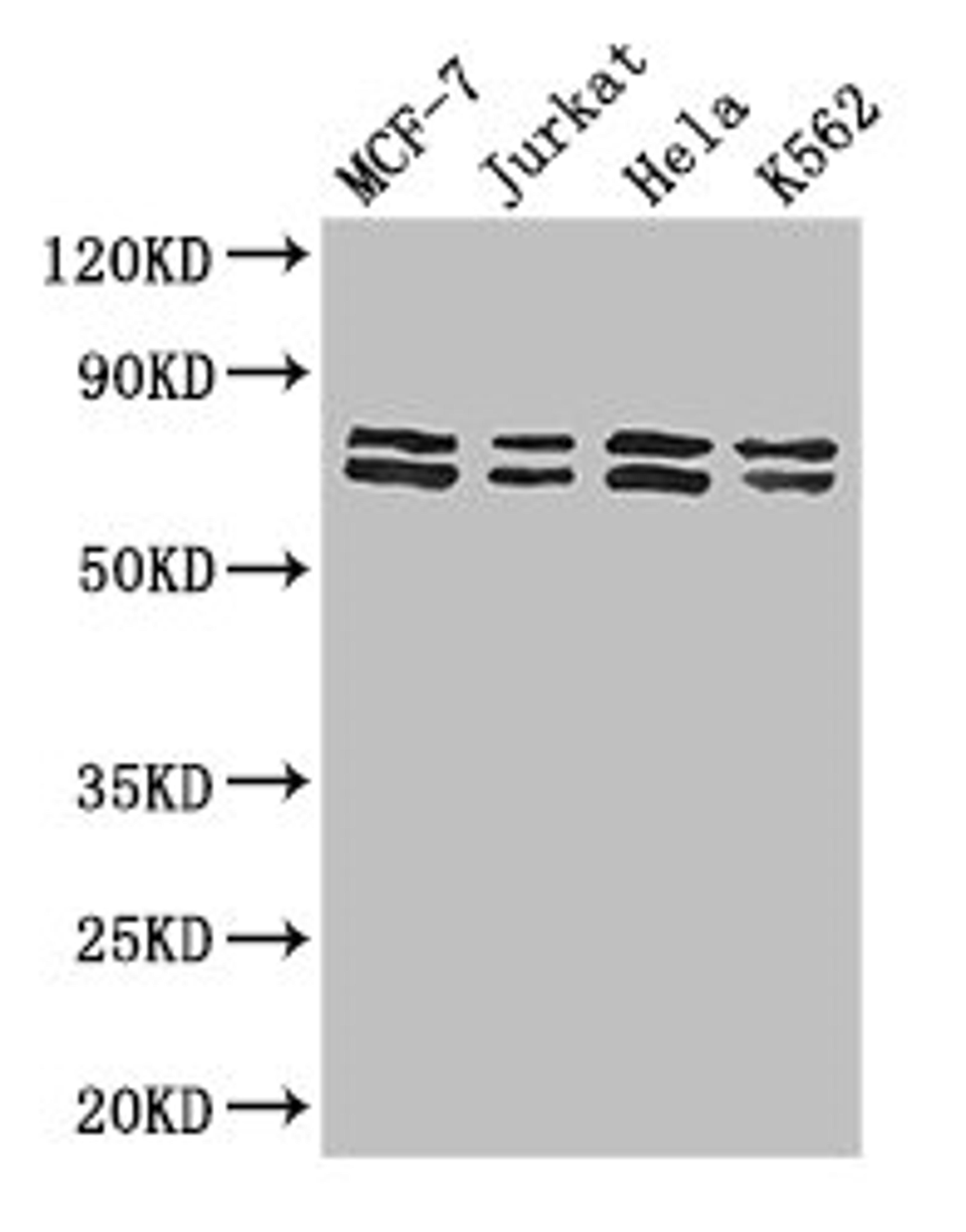 Western Blot. Positive WB detected in: MCF-7 whole cell lysate, Jurkat whole cell lysate, Hela whole cell lysate, K562 whole cell lysate. All lanes: TRIM25 antibody at 3ug/ml. Secondary. Goat polyclonal to rabbit IgG at 1/50000 dilution. Predicted band size: 71 kDa. Observed band size: 71, 80 kDa. 