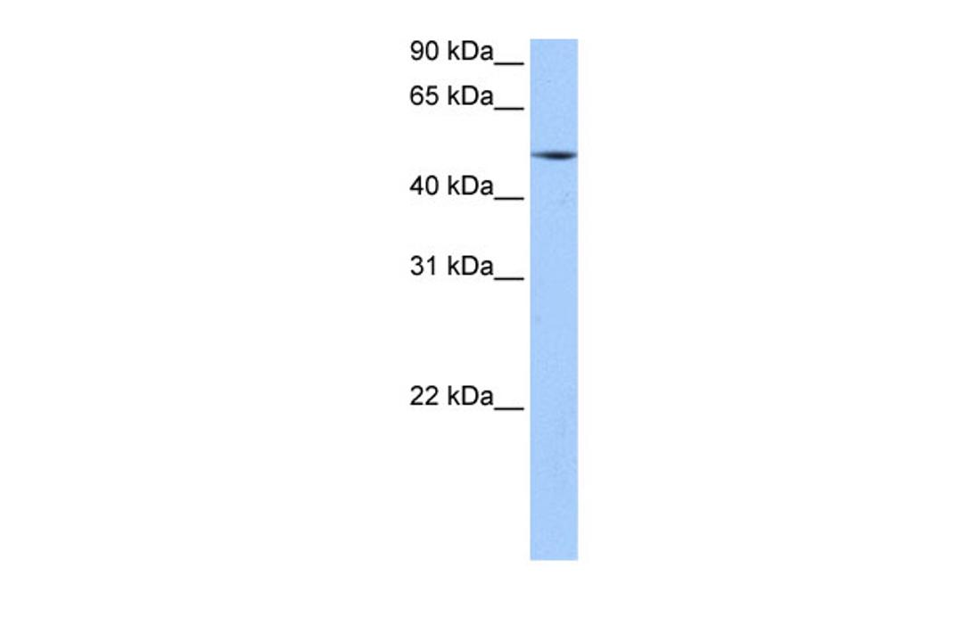 Antibody used in WB on Human Liver at 0.2-1 ug/ml.