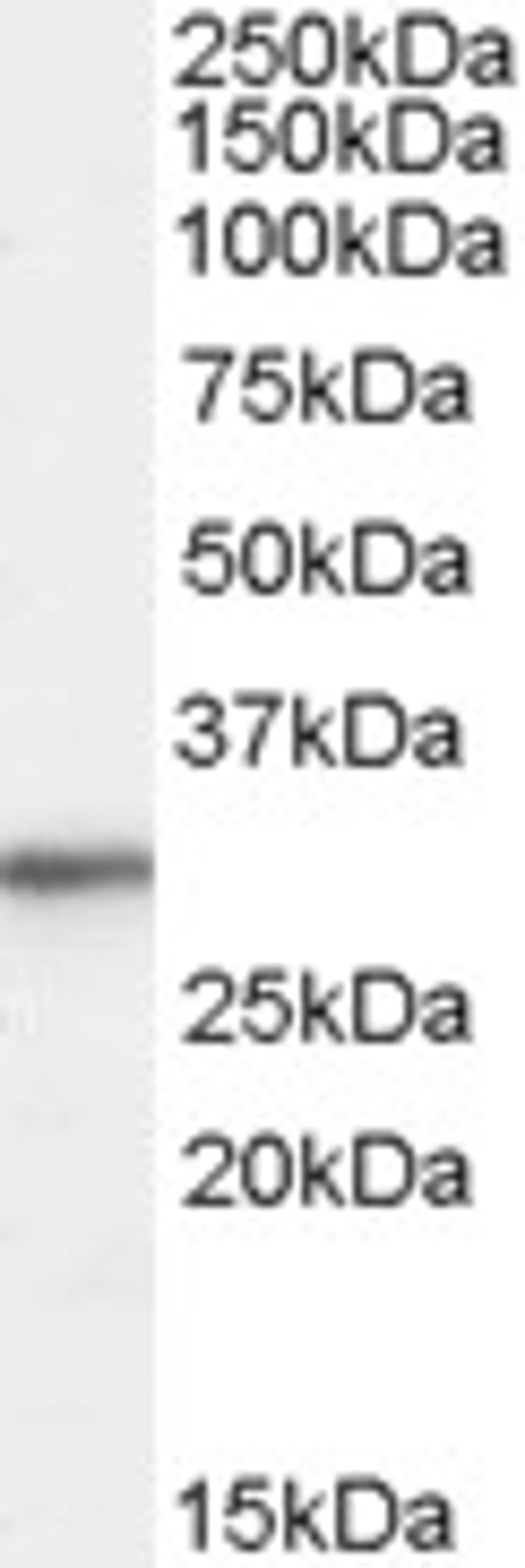 46-297 (0.01ug/ml) staining of HepG2 cell lysate (35ug protein in RIPA buffer). Primary incubation was 1 hour. Detected by chemiluminescence.