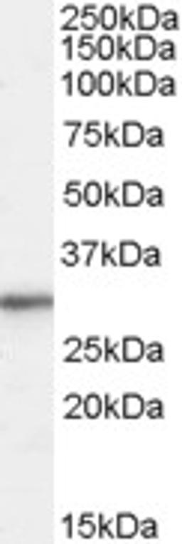 46-297 (0.01ug/ml) staining of HepG2 cell lysate (35ug protein in RIPA buffer). Primary incubation was 1 hour. Detected by chemiluminescence.