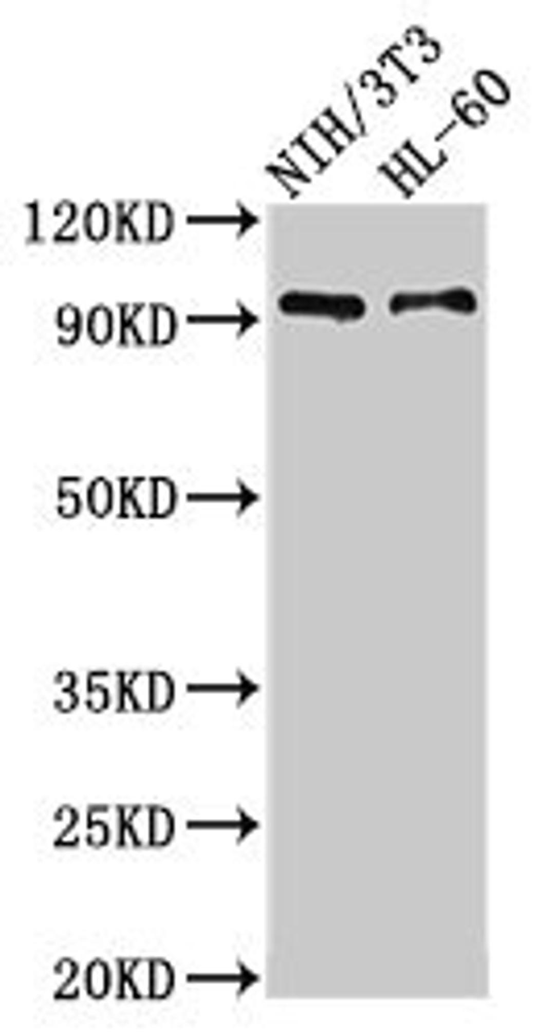 Western Blot. Positive WB detected in: NIH/3T3 whole cell lysate, HL60 whole cell lysate. All lanes: IL17RA antibody at 3.5µg/ml. Secondary. Goat polyclonal to rabbit IgG at 1/50000 dilution. Predicted band size: 97, 93 kDa. Observed band size: 93 kDa