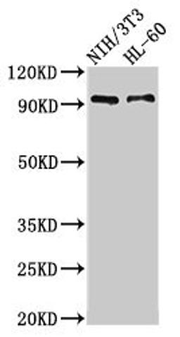 Western Blot. Positive WB detected in: NIH/3T3 whole cell lysate, HL60 whole cell lysate. All lanes: IL17RA antibody at 3.5µg/ml. Secondary. Goat polyclonal to rabbit IgG at 1/50000 dilution. Predicted band size: 97, 93 kDa. Observed band size: 93 kDa