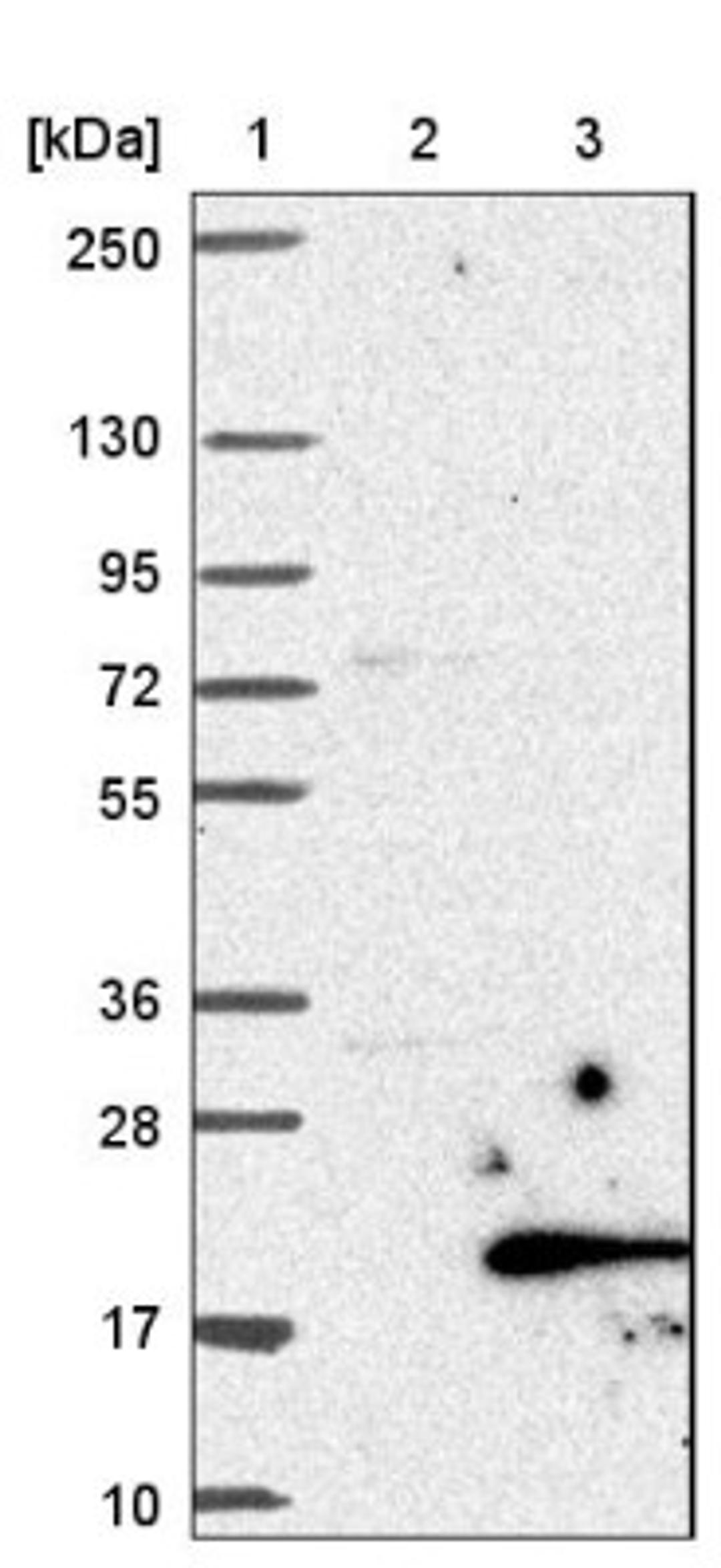 Western Blot: C19orf48 Antibody [NBP1-81210] - Lane 1: Marker [kDa] 250, 130, 95, 72, 55, 36, 28, 17, 10<br/>Lane 2: Negative control (vector only transfected HEK293T lysate)<br/>Lane 3: Over-expression lysate (Co-expressed with a C-terminal myc-DDK tag (~3.1 kDa) in mammalian HEK293T cells, LY404595)