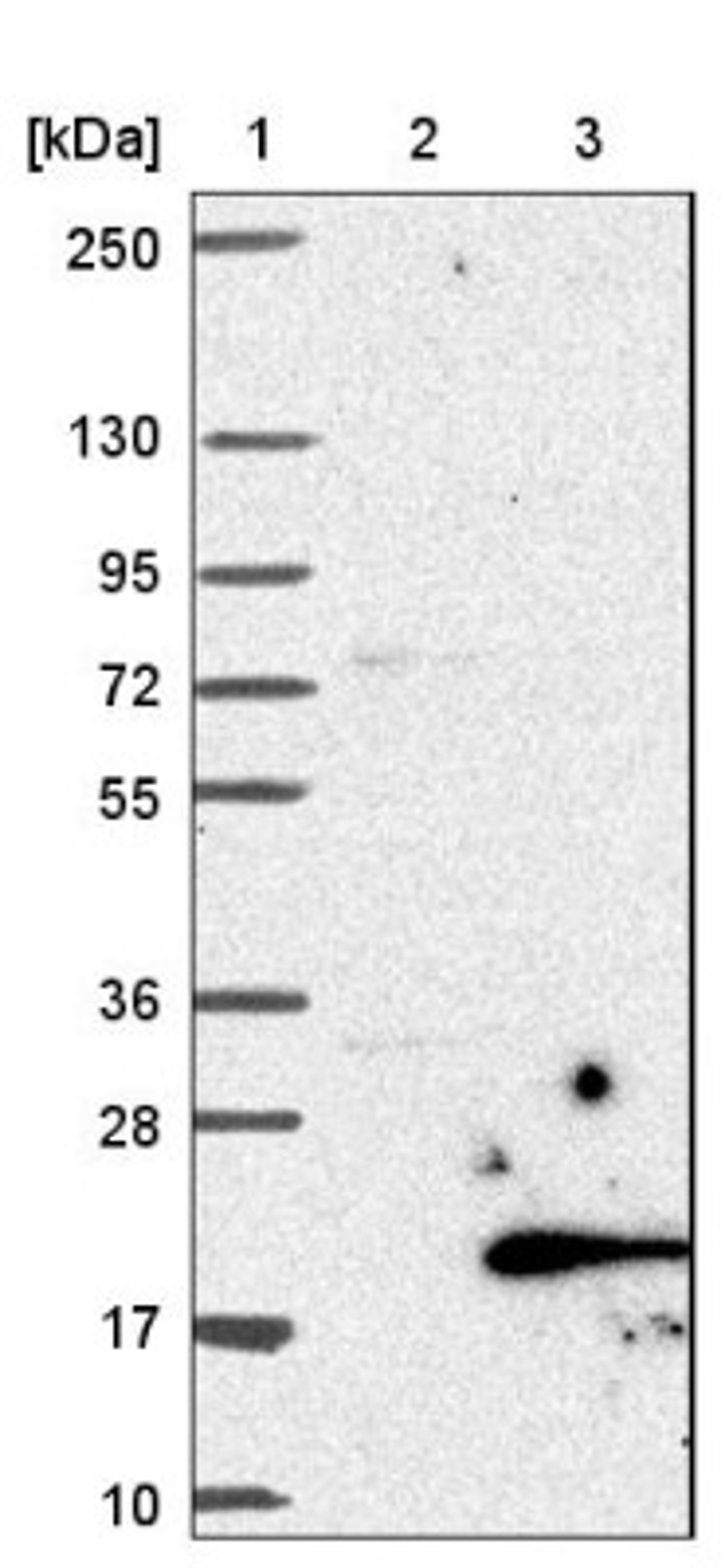 Western Blot: C19orf48 Antibody [NBP1-81210] - Lane 1: Marker [kDa] 250, 130, 95, 72, 55, 36, 28, 17, 10<br/>Lane 2: Negative control (vector only transfected HEK293T lysate)<br/>Lane 3: Over-expression lysate (Co-expressed with a C-terminal myc-DDK tag (~3.1 kDa) in mammalian HEK293T cells, LY404595)