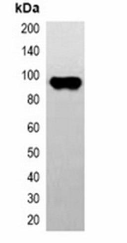 Western blot analysis of 293T cell lysate using CBP-tag antibody