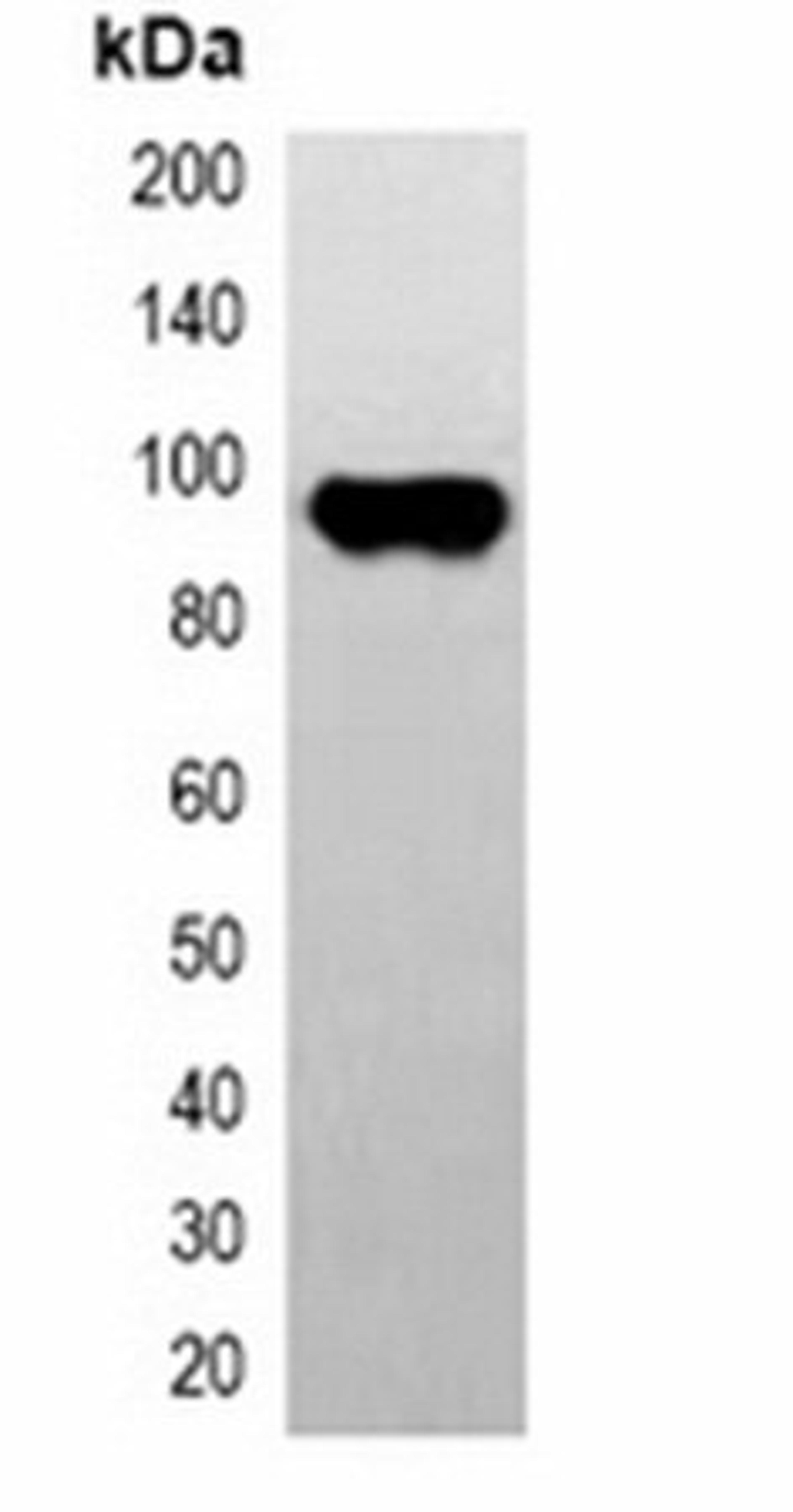 Western blot analysis of 293T cell lysate using CBP-tag antibody