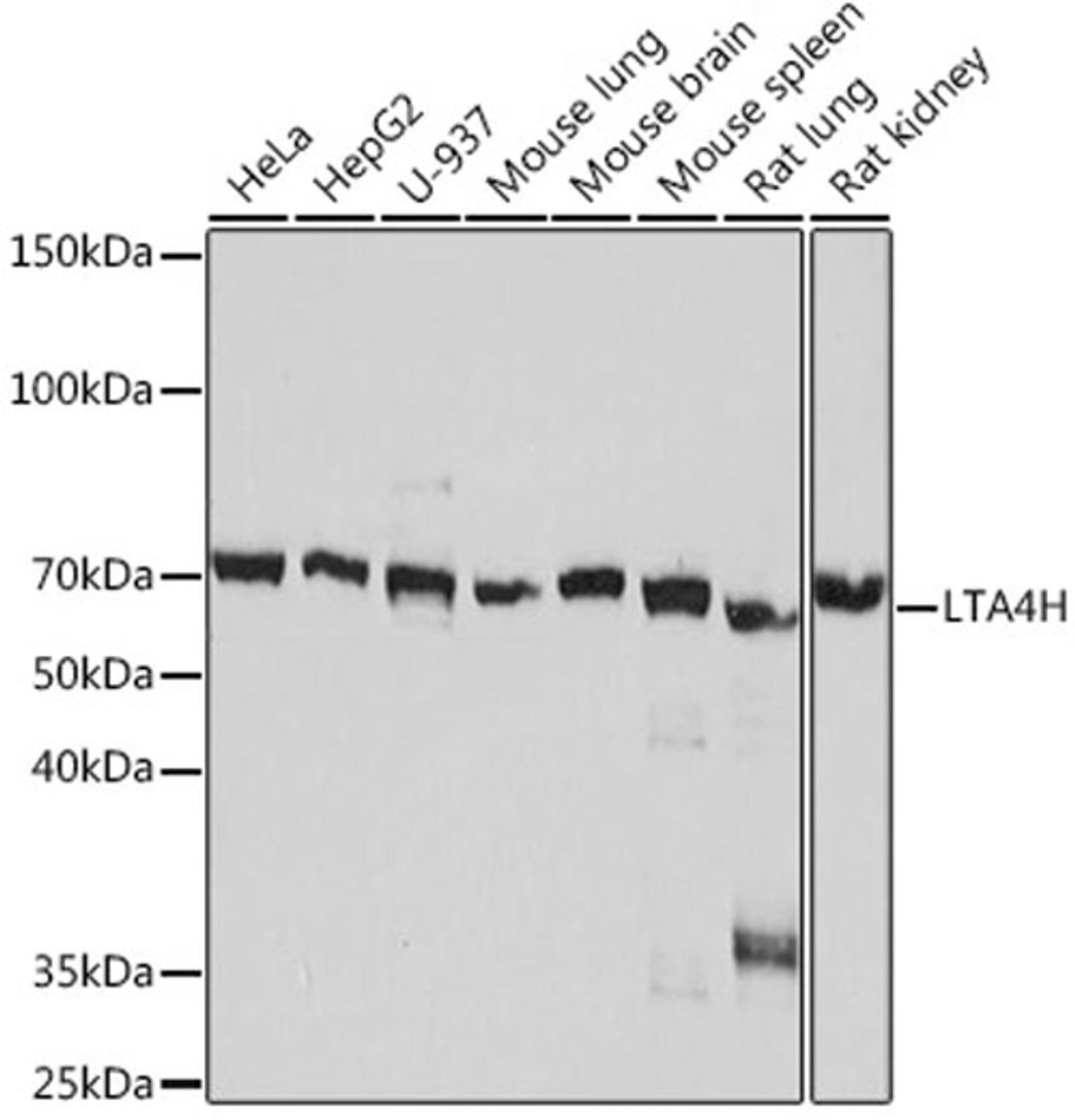 Western blot - LTA4H Rabbit mAb (A8918)