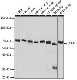 Western blot - LTA4H Rabbit mAb (A8918)