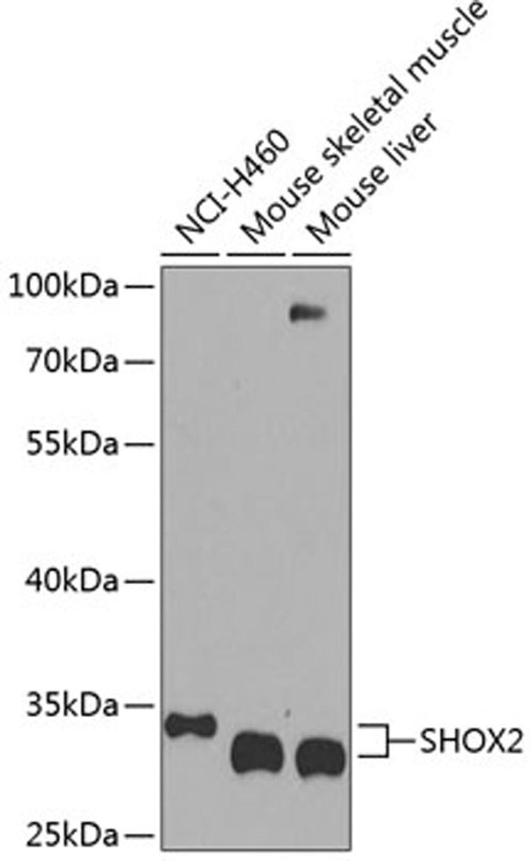 Western blot - SHOX2 antibody (A8309)