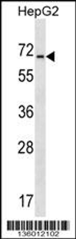 Western blot analysis in HepG2 cell line lysates (35ug/lane).