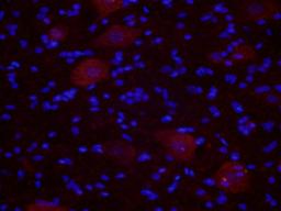 Immunofluorescense analysis of mouse spinal cord tissue using NRF1 antibody (2.5 ug/ml)