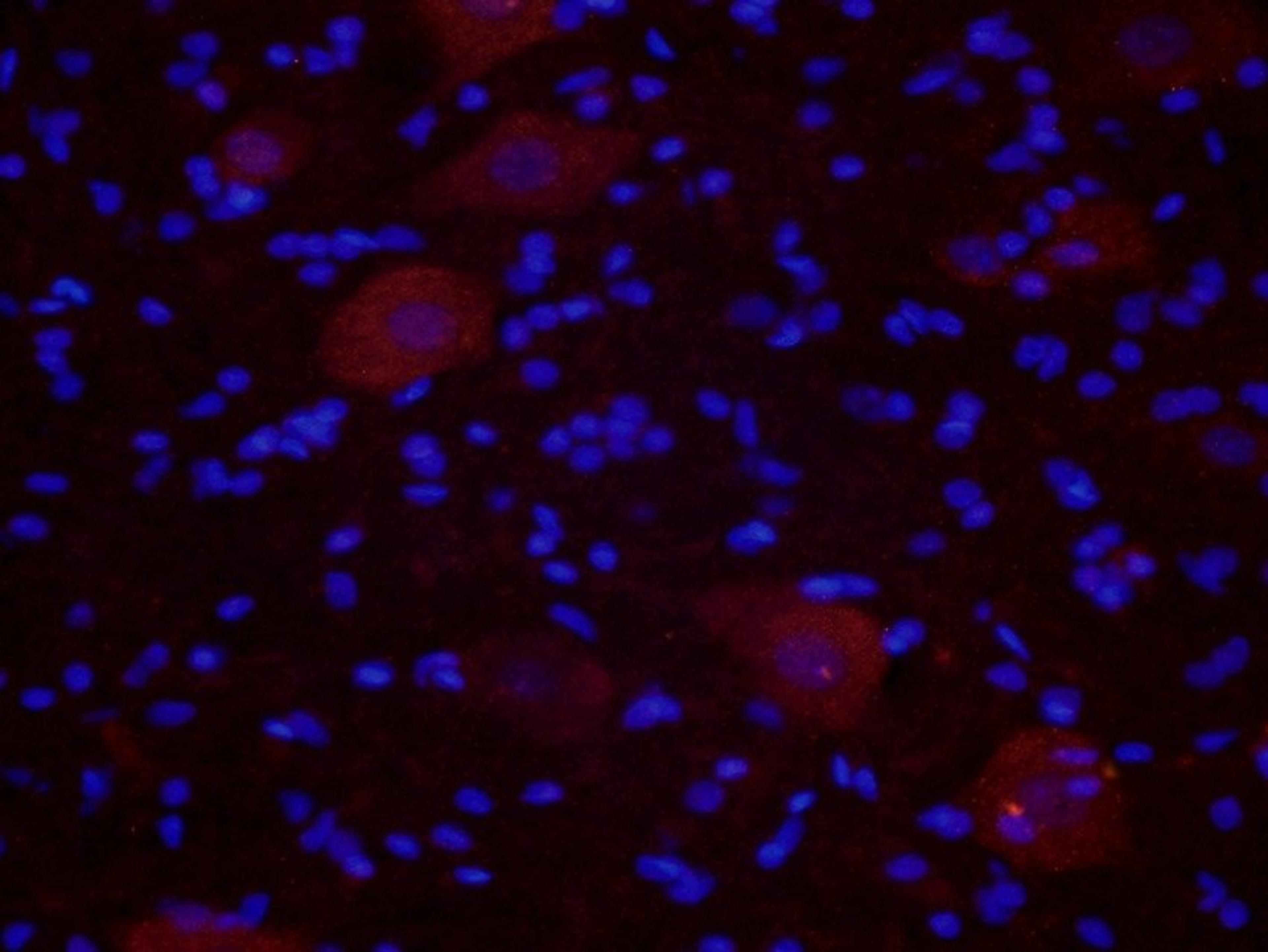 Immunofluorescense analysis of mouse spinal cord tissue using NRF1 antibody (2.5 ug/ml)