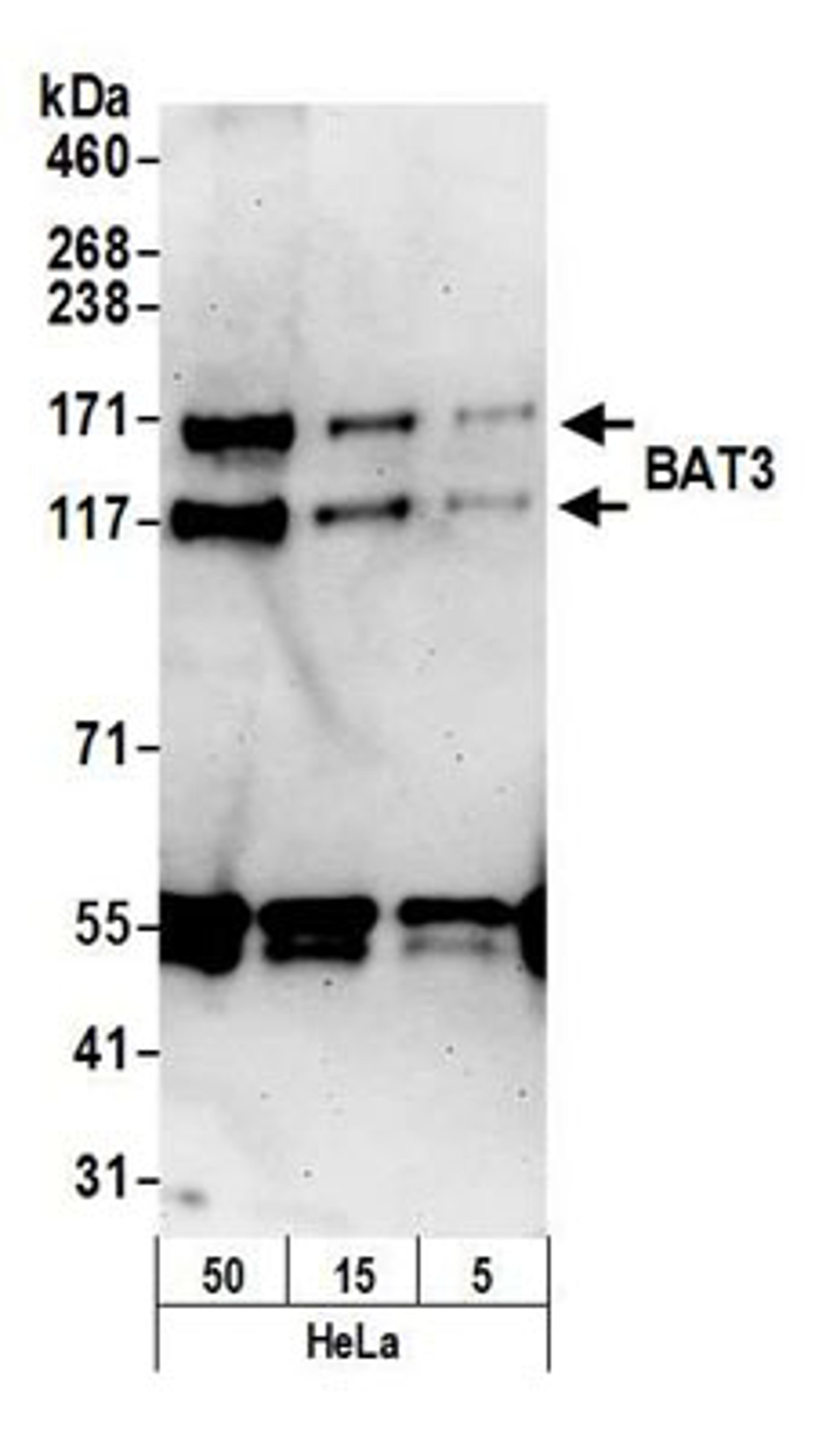 Detection of human BAT3 by western blot.