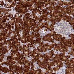 Immunohistochemistry-Paraffin: Signal sequence receptor delta Antibody [NBP1-92390] - Staining of human pancreas shows strong cytoplasmic positivity in exocrine glandular cells.