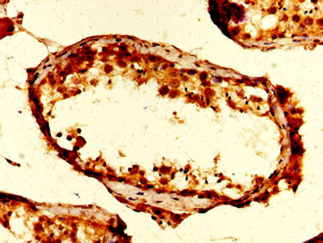 IHC image of CSB-PA025416LA01HU diluted at 1:200 and staining in paraffin-embedded human testis tissue performed on a Leica BondTM system. After dewaxing and hydration, antigen retrieval was mediated by high pressure in a citrate buffer (pH 6.0). Section was blocked with 10% normal goat serum 30min at RT. Then primary antibody (1% BSA) was incubated at 4&deg;C overnight. The primary is detected by a biotinylated secondary antibody and visualized using an HRP conjugated SP system.
