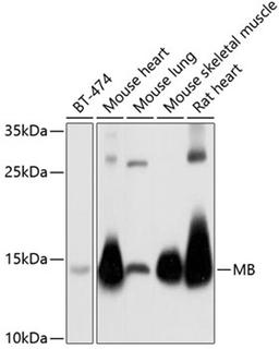 Western blot - MB antibody (A5471)