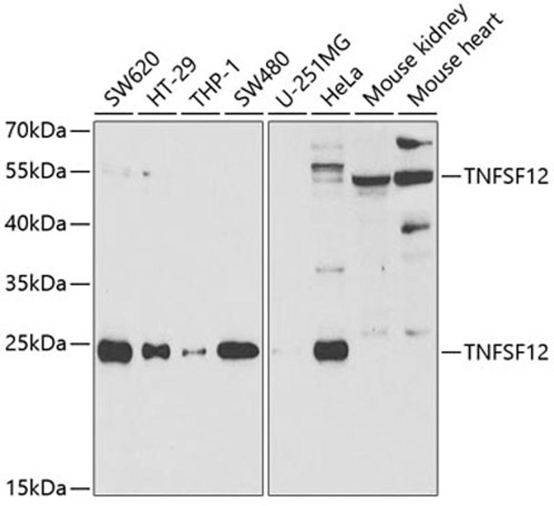 Western blot - TNFSF12 antibody (A5659)