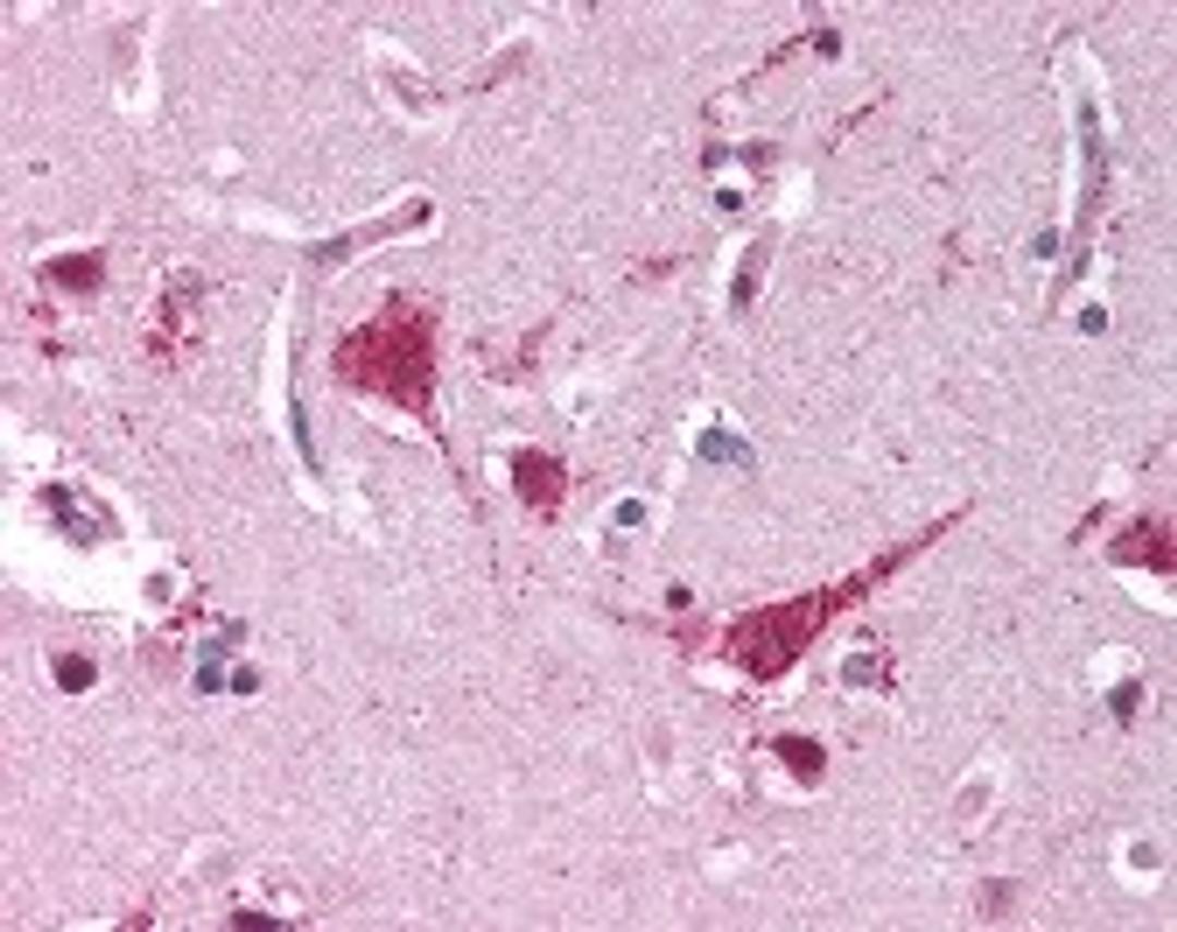 Immunohistochemistry staining of XRCC5 in brain cortex tissue using XRCC5 monoclonal Antibody.