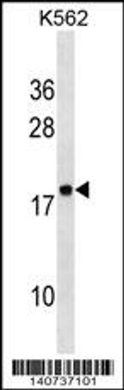 Western blot analysis in K562 cell line lysates (35ug/lane).