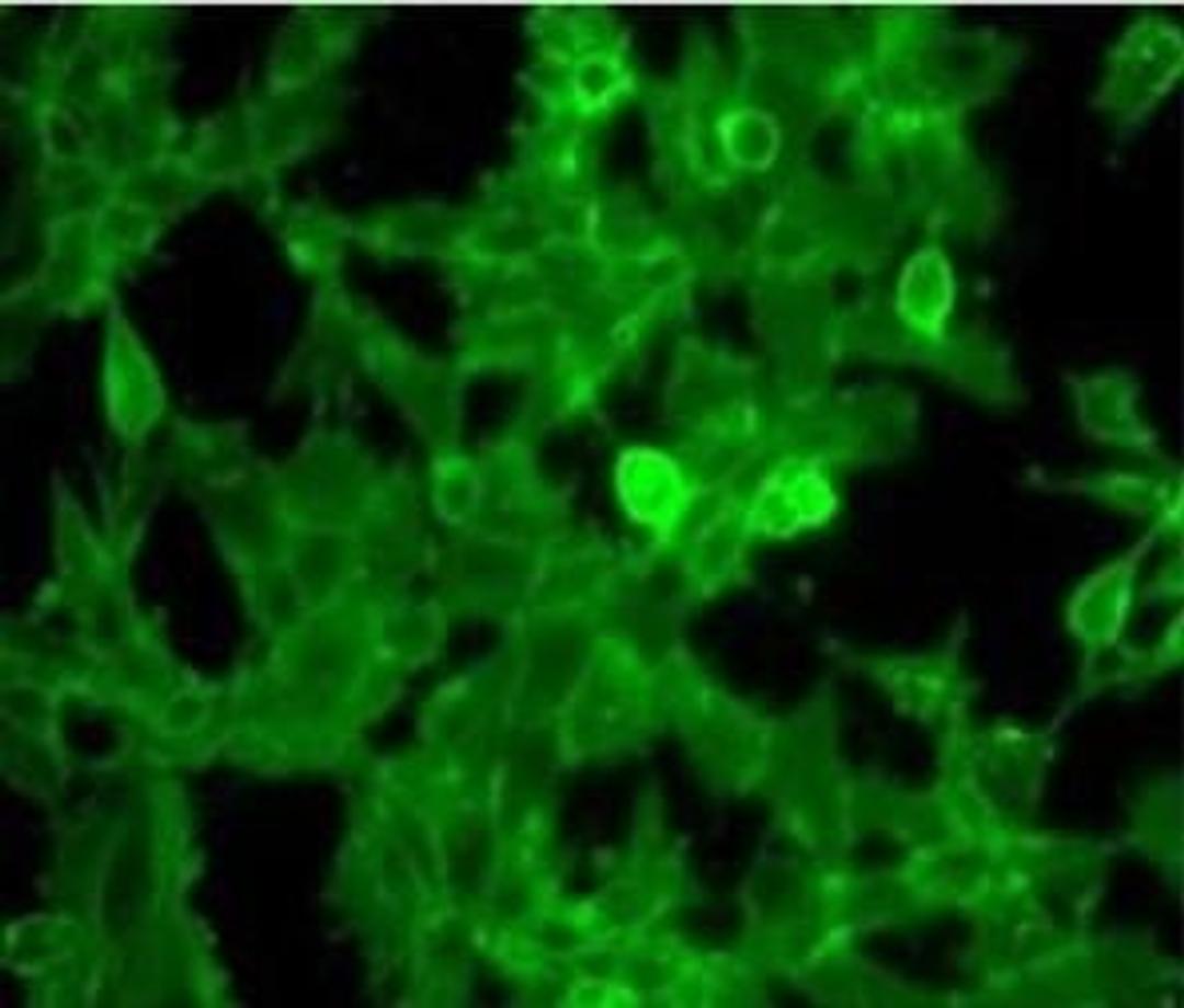 Immunofluorescence analysis of Human Embryonic Kidney cells (HEK 293 cells) using Beta-2-Microglobulin antibody