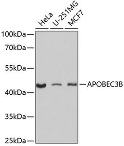 Western blot - APOBEC3B antibody (A9010)