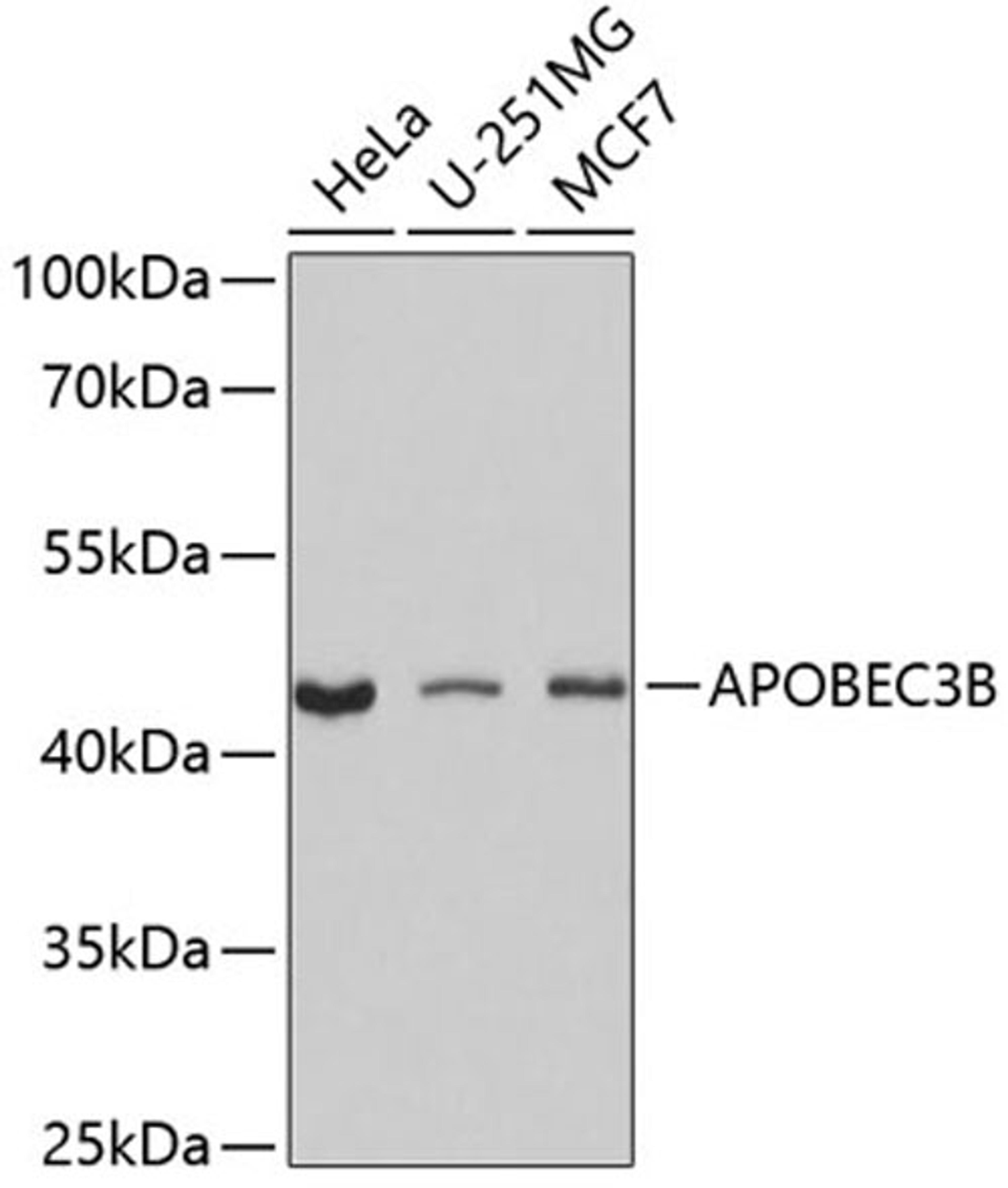 Western blot - APOBEC3B antibody (A9010)