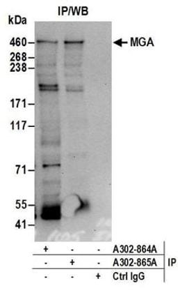 Detection of human MGA by western blot of immunoprecipitates.