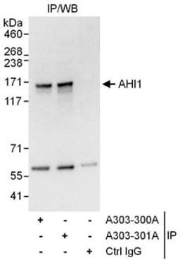 Detection of human AHI1 by western blot of immunoprecipitates.