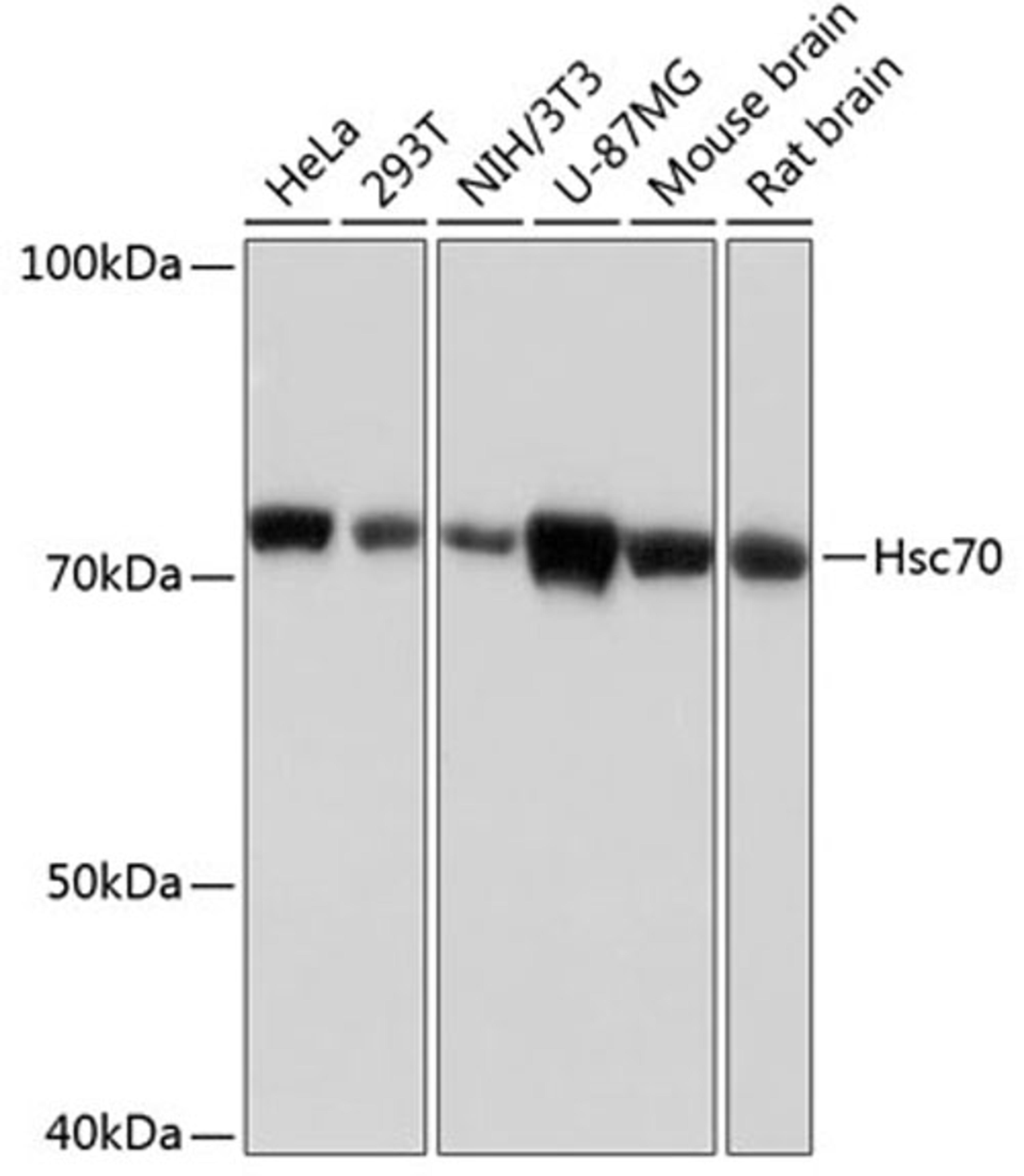 Western blot - Hsc70 Rabbit mAb (A0415)