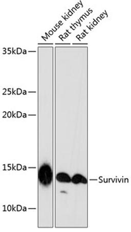 Western blot - Survivin antibody (A19663)