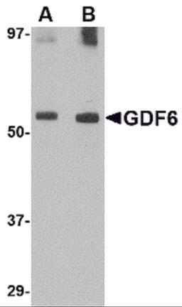 Western blot analysis of GDF6 in SK-N-SH lysate with GDF6 antibody at (A) 0.5 and (B) 1 μg/mL.